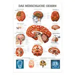 Wall chart - The Brain - , LxW 100x70 cm
