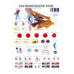 Wall chart - The Eye - , LxW 100x70 cm