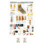 Wall chart - The Foot - , LxW 100x70 cm