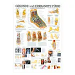 Wall chart - The Foot - , LxW 100x70 cm