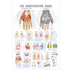 Wall chart - The Hand - , LxW 100x70 cm