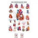 Wall chart - The Heart - , LxW 100x70 cm