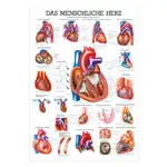 Wall chart - The Heart - , LxW 100x70 cm
