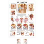 Wall chart - The Prostate - LxW 100x70 cm
