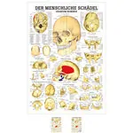 Wall chart - The Skull - , LxW 100x70 cm