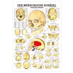 Wall chart - The Skull - , LxW 100x70 cm