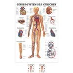 Wall chart - The Vascular System - , LxW 100x70 cm