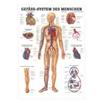 Wall chart - The Vascular System - , LxW 100x70 cm