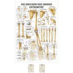 Wall chart - The bones of the upper limb, - LxW 100x70 cm
