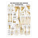 Wall chart - The bones of the upper limb, - LxW 100x70 cm