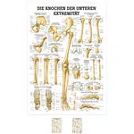 Wall chart - The bones of the upper limb, - LxW 100x70 cm