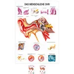 Wall chart - The ear - , LxW 100x70 cm