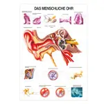 Wall chart - The ear - , LxW 100x70 cm