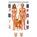 Wall chart - The endocrine system - , LxW 100x70 cm
