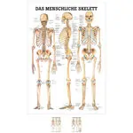 Wall chart - The human skeleton - , LxW 100x70 cm