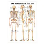 Wall chart - The human skeleton - , LxW 100x70 cm