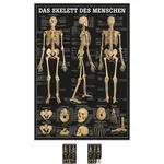 Wall chart - The human skeleton - LxW 100x70 cm