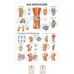 Wall chart - The knee joint - L x 100x70 cm