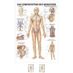 Wall chart - The lymphatic system - , LxW 100x70 cm