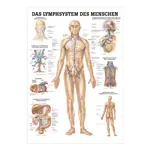 Wall chart - The lymphatic system - , LxW 100x70 cm