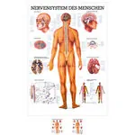 Wall chart - The nervous system - , LxW 100x70 cm