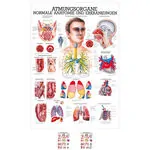 Wall chart - The respiratory system - , LxW 100x70 cm