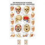 Product image: Wall chart - The skull - muscle insertions and origins - , LxW 100x70 cm