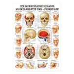 Wall chart - The skull - muscle insertions and origins - , LxW 100x70 cm