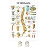 Wall chart - The spinal column - , LxW 100x70 cm