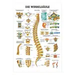 Wall chart - The spinal column - , LxW 100x70 cm