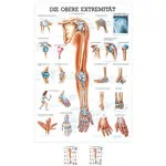 Wall chart - Upper limb, - LxW 100x70 cm