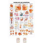 Wall chart - Urinary bladder and urethra - LxW 100x70 cm
