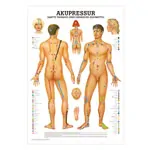 Wall chart - acupressure - LxW 100x70 cm