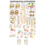 Wall chart - craniosacral osteopathy - LxW 100x70 cm