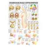 Wall chart - craniosacral osteopathy - LxW 100x70 cm