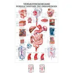 Wall chart - digestive organs - , LxW 100x70 cm