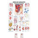 Wall chart - kidney and ureters, - LxW 100x70 cm