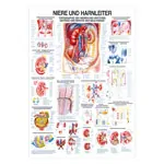 Wall chart - kidney and ureters, - LxW 100x70 cm