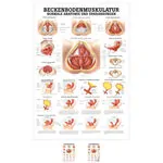 Wall chart - pelvic floor muscles - , LxW 100x70 cm