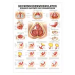 Wall chart - pelvic floor muscles - , LxW 100x70 cm