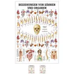 Product image: Wall chart - relationships between teeth and organs, - LxW 100x70 cm