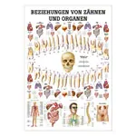 Wall chart - relationships between teeth and organs, - LxW 100x70 cm