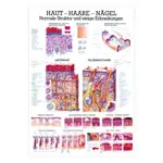 Wall chart - skin-hair-nails - , LxW 100x70 cm