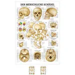 Wall chart - skull and skull bones - LxW 100x70 cm