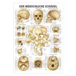 Wall chart - skull and skull bones - LxW 100x70 cm