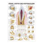 Wall chart - teeth and jaw joint, - LxW 100x70 cm