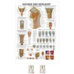 Wall chart - throat and Larynx - LxW 100x70 cm
