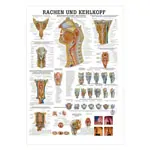 Wall chart - throat and Larynx - LxW 100x70 cm
