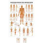 mini-poster Fasciae of the human being, LxW 34x24 cm