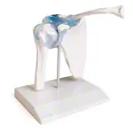 Image shows shoulder joint, L x B x H 16 x 13 x 18,5 cm